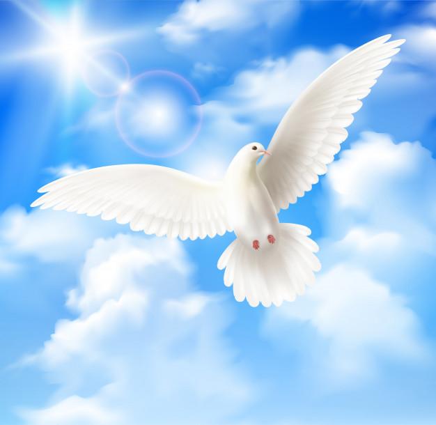 Pigeon blanc ciel bleu nuages 1284 32636